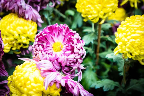 Όμορφο Πολύχρωμο Λουλούδι Στον Κήπο — Φωτογραφία Αρχείου