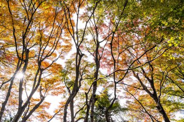 Güzel kırmızı ve yeşil akçaağaç yaprağı ağaç sonbahar sezonu