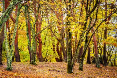 Güzel kırmızı ve yeşil akçaağaç yaprağı ağaç sonbahar sezonu