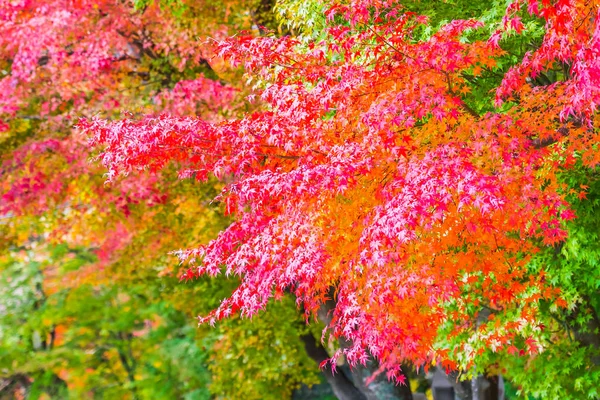 Piękny Czerwony Zielony Klon Liści Drzewie Sezonie Jesiennym — Zdjęcie stockowe