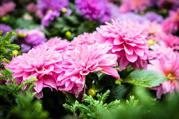 Mooie Kleurrijke Bloem Tuin — Stockfoto