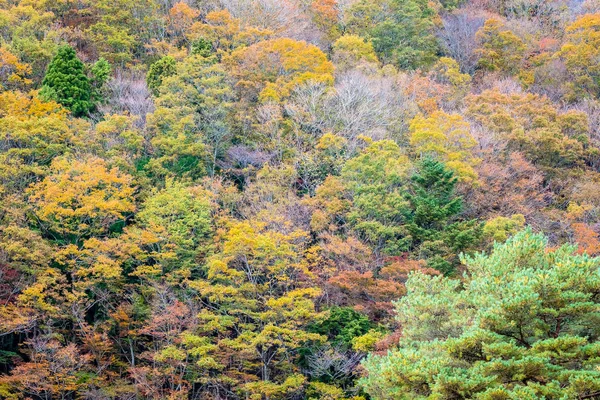 Hermoso Paisaje Montón Árboles Con Hojas Colores Alrededor Montaña Temporada —  Fotos de Stock