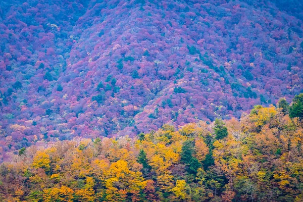 カラフルな葉の周りの秋の山の木の多くの美しい風景 — ストック写真