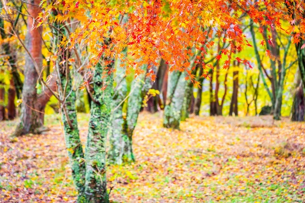 Bela Árvore Folha Bordo Vermelho Verde Temporada Outono — Fotografia de Stock