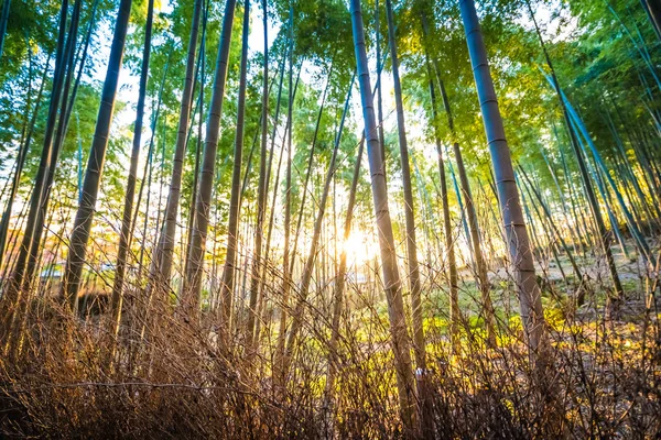 Drzewo Gaj Piękne Bambus Dziedzinie Arashiyama Kioto Japonia — Zdjęcie stockowe