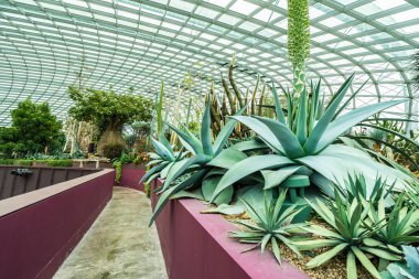 Çiçek kubbe Bahçe ve sera orman landmark Singapur City seyahat için bina güzel mimari