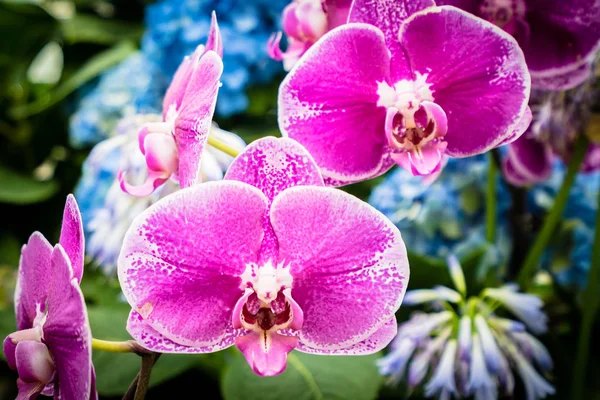 Beautiful Colorful Flower Garden — Stock Photo, Image