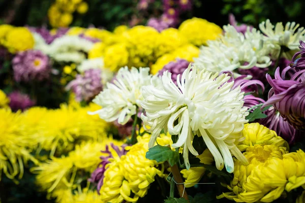 Schöne Bunte Blume Garten — Stockfoto