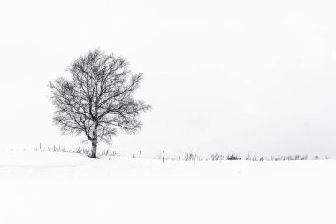 Kar mevsiminde yapayalnız bir ağacın olduğu güzel bir doğa.