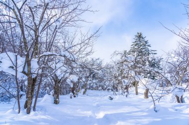 Kar kış sezonu için seyahat Hokkaido Japonya ağacında ile güzel manzara