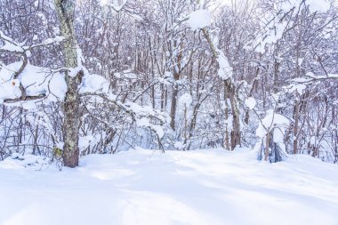 Kar kış sezonu için seyahat Hokkaido Japonya ağacında ile güzel manzara