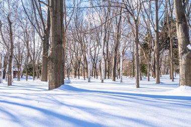 Kar kış sezonu için seyahat Hokkaido Japonya ağacında ile güzel manzara