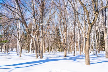 Kar kış sezonu için seyahat Hokkaido Japonya ağacında ile güzel manzara