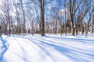 Kar kış sezonu için seyahat Hokkaido Japonya ağacında ile güzel manzara