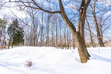 Kar kış sezonu için seyahat Hokkaido Japonya ağacında ile güzel manzara