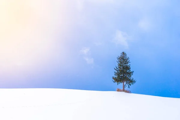 Prachtige Outdoor Landschap Met Eenzame Kerstboom Sneeuw Winterseizoen — Stockfoto