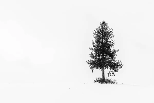 Bela Paisagem Livre Com Árvore Natal Solitária Temporada Inverno Neve — Fotografia de Stock