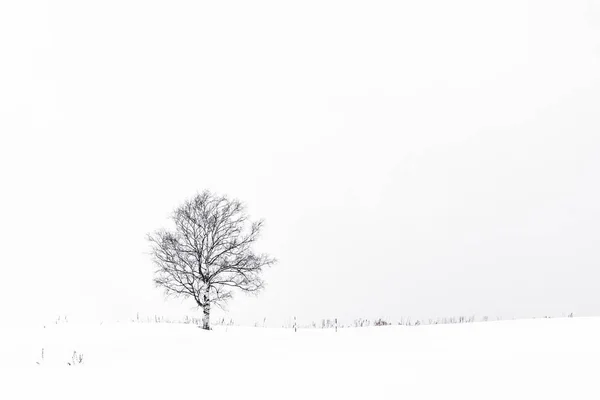 Peisaj Frumos Aer Liber Copac Singuratic Sezonul Iarnă Zăpadă — Fotografie, imagine de stoc