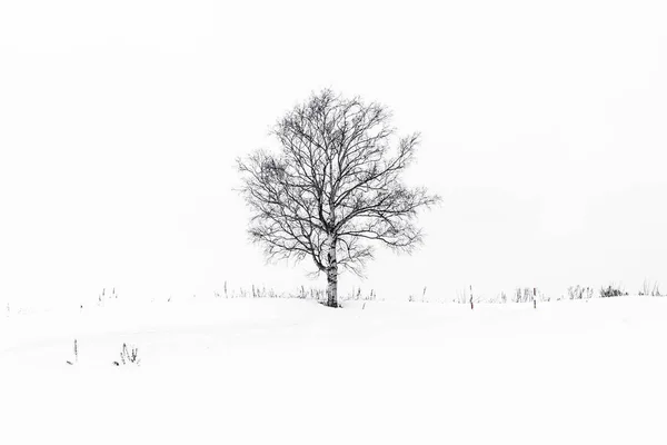 Prachtig Buitenlandschap Met Eenzame Boom Sneeuw Winterseizoen — Stockfoto