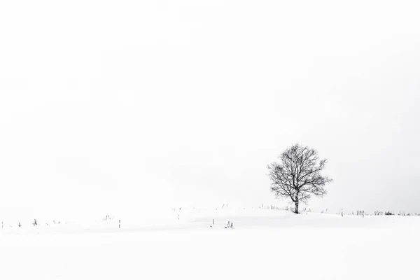 Красивый Открытый Пейзаж Одиноким Деревом Снежный Зимний Сезон — стоковое фото