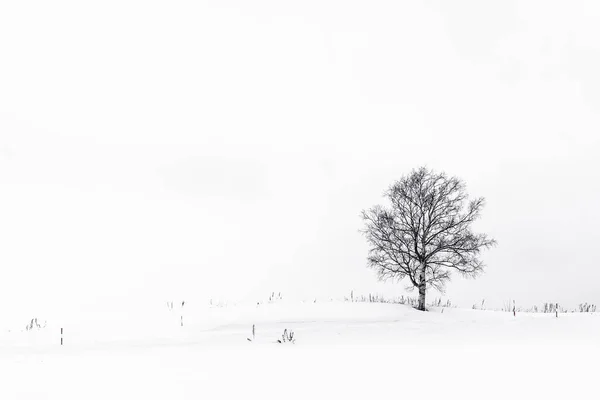 Hermoso Paisaje Aire Libre Con Árbol Solitario Temporada Invierno Nieve —  Fotos de Stock