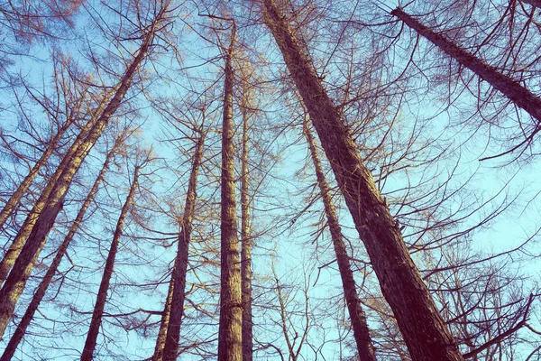 背の高い木と空を背景に枝の低いエンジェル ビューの美しい風景 — ストック写真