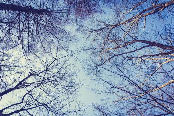 Uzun Boylu Ağaç Dal Gökyüzü Arka Plan Ile Düşük Melek — Stok fotoğraf
