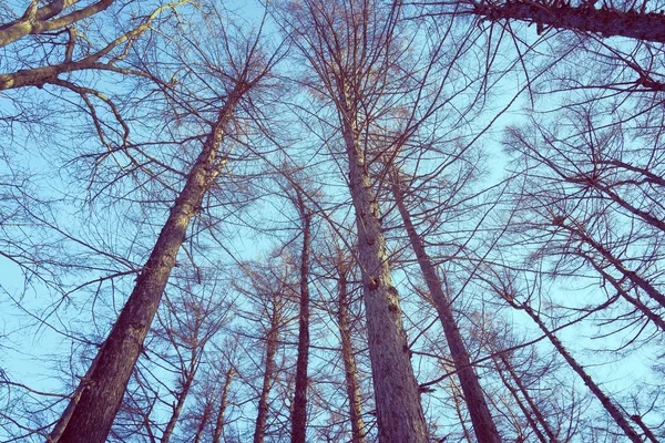 Schöne Landschaft Der Niedrigen Engel Blick Auf Hohen Baum Und — Stockfoto