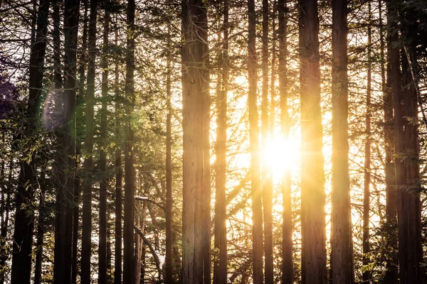 Beautiful outdoor landscape of tree in the forest with sunlight for nature background
