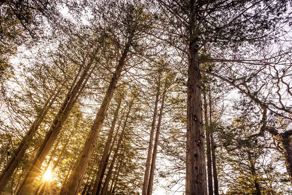 Bela Paisagem Exterior Árvore Floresta Com Luz Solar Para Fundo — Fotografia de Stock