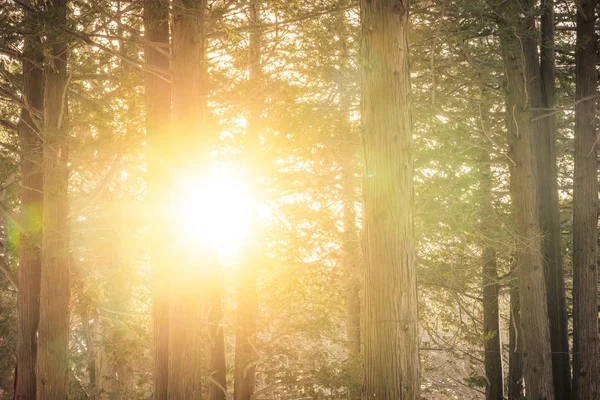 Vackra Utomhus Landskap Träd Skogen Med Solljus För Natur Bakgrund — Stockfoto
