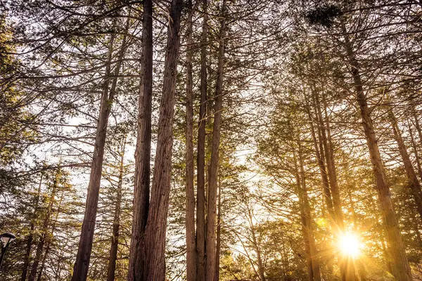 Güzel Açık Peyzaj Doğa Arka Plan Işık Almayan Orman Içinde — Stok fotoğraf