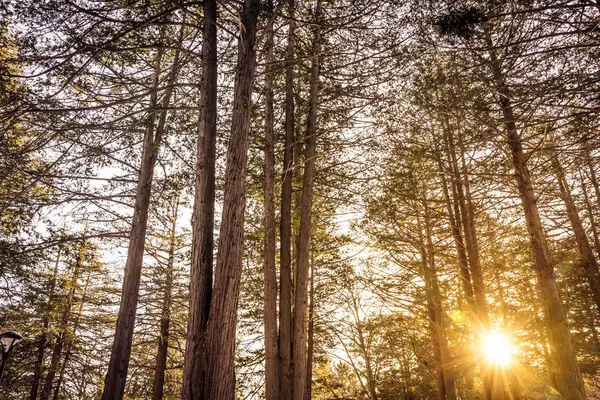 Bela Paisagem Exterior Árvore Floresta Com Luz Solar Para Fundo — Fotografia de Stock