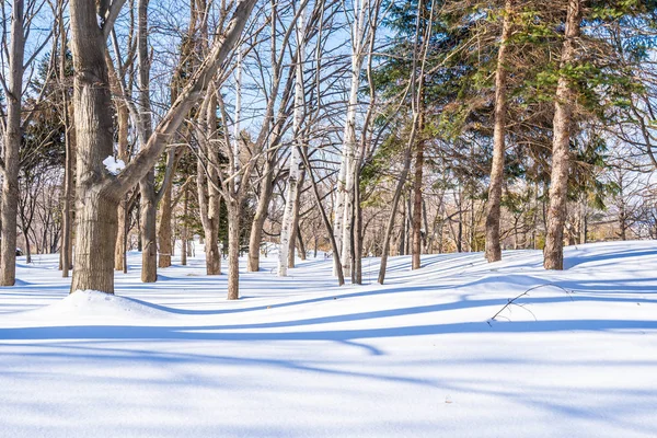 Beautiful Landscape Tree Snow Winter Season Travel Hokkaido Japan — Stock Photo, Image