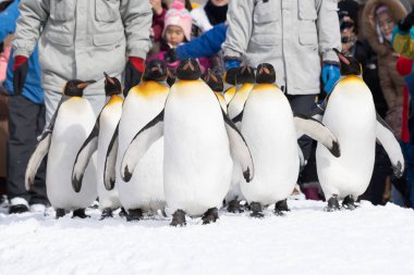 Arashiyama Hokkaido, Japonya - 13 Şubat 2019 penguen gösterisinde Asahiyama Hayvanat Bahçesi kar kış sezonu grup