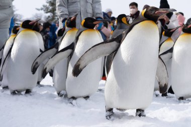 Arashiyama Hokkaido, Japonya - 13 Şubat 2019 penguen gösterisinde Asahiyama Hayvanat Bahçesi kar kış sezonu grup