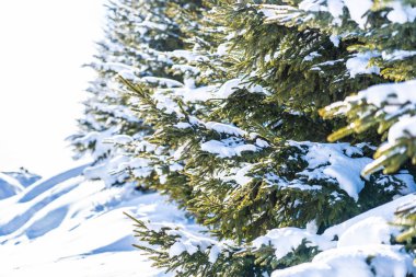 Güzel açık doğa manzara ile Noel ağacı kış Kar sezonu