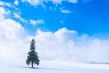 Güzel açık doğa manzara yalnız Sunni Noel ağacı gökyüzü ve bulut ile kar kış hava sezon