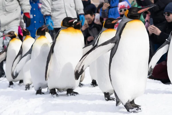 Arashiyama Hokkaido Japan Februari 2019 Grupp Pingvin Show Asahiyama Zoo — Stockfoto