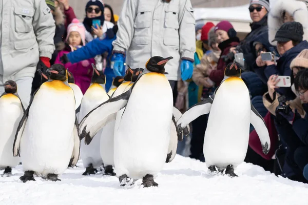 Arashiyama Hokkaido Japan Februari 2019 Grupp Pingvin Show Asahiyama Zoo — Stockfoto