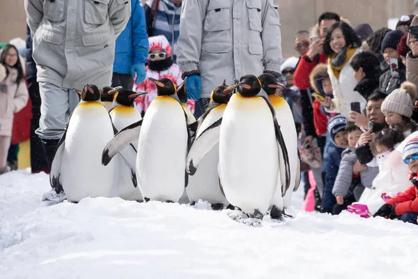 Arashiyama Hokkaido Japón Febrero 2019 Grupo Espectáculos Pingüinos Zoológico Asahiyama —  Fotos de Stock