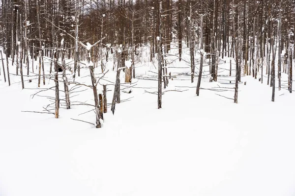 Όμορφο Υπαίθριο Τοπίο Κλαδί Δέντρου Μπλε Λίμνη Στο Χιόνι Χειμώνα — Φωτογραφία Αρχείου