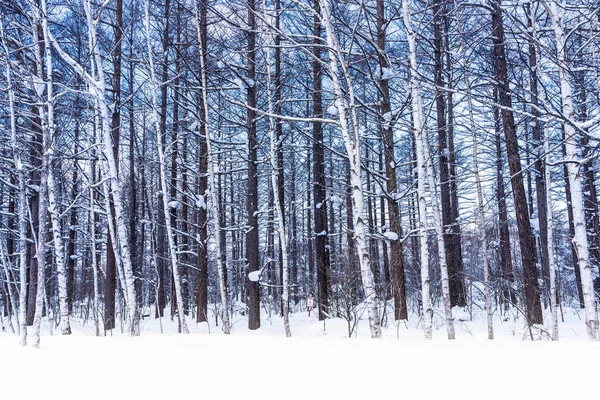 Όμορφο Υπαίθριο Τοπίο Δέντρο Στο Χιόνι Χειμώνα Στο Χοκάιντο Της — Φωτογραφία Αρχείου