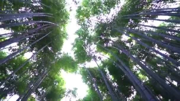 美しい緑の木の枝の風光明媚なクローズアップ映像 — ストック動画