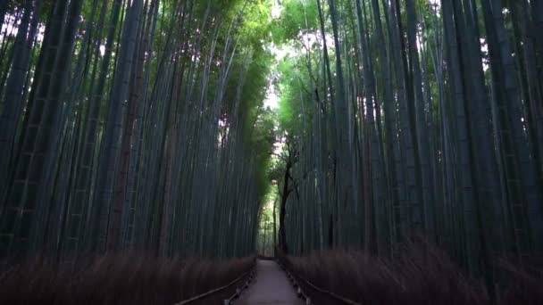 Séquences Panoramiques Belle Forêt Bambous — Video