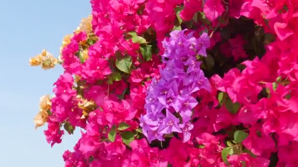 Scenic Close Footage Beautiful Flowers — Stock Video