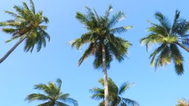 gökyüzünün önündeki palmiye ağaçlarının alt görünümü