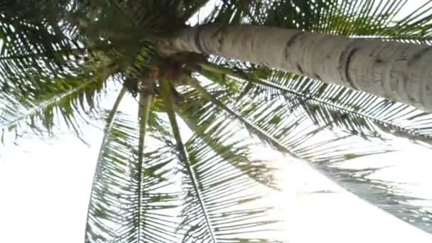 Imágenes Vista Inferior Palmera Frente Cielo — Vídeos de Stock