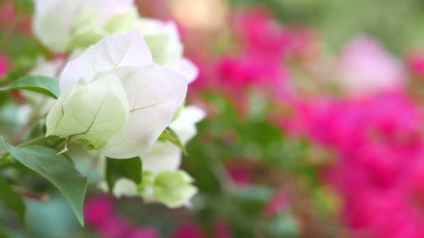 Schilderachtige Close Beelden Van Prachtige Bloemen — Stockvideo