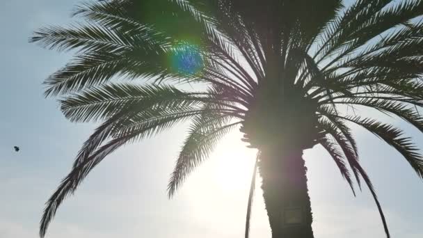 Bottom View Footage Palm Tree Front Sky — Stock Video